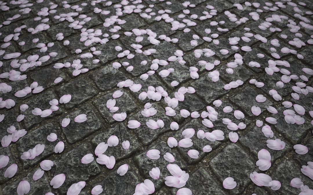 Fallen cherry blossoms Substance Designer material