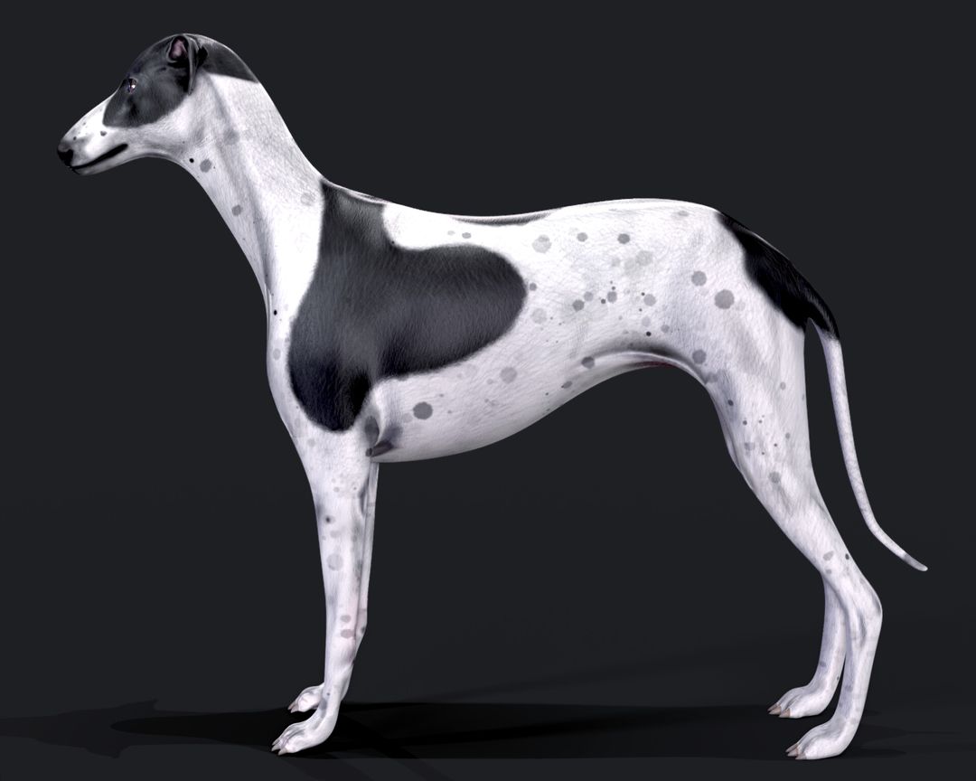 NFT Greyhounds