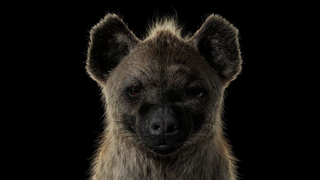 Hyena - KENO, spotted hyena