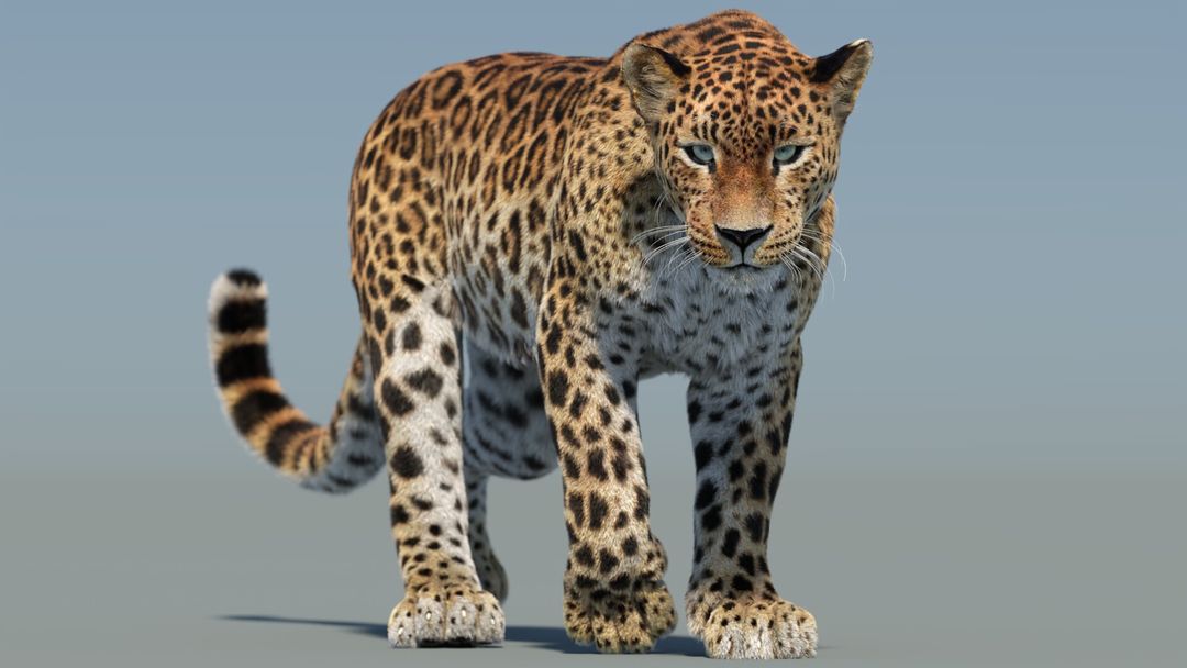 Animated Sri Lankan Leopard 3D Model with Fur | PROmax3D