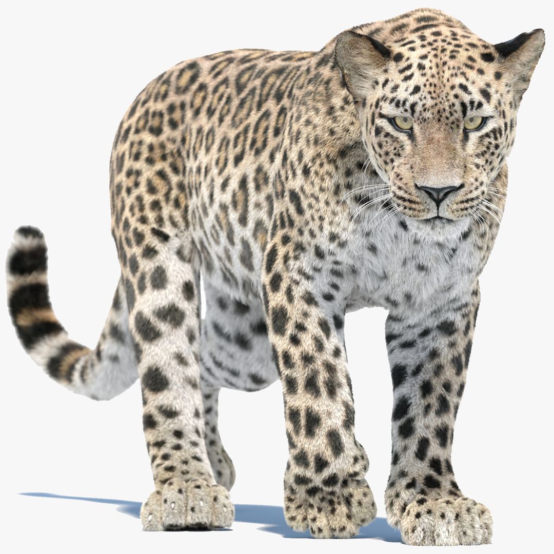 Animated Persian Leopard 3D Model with Fur | PROmax3D