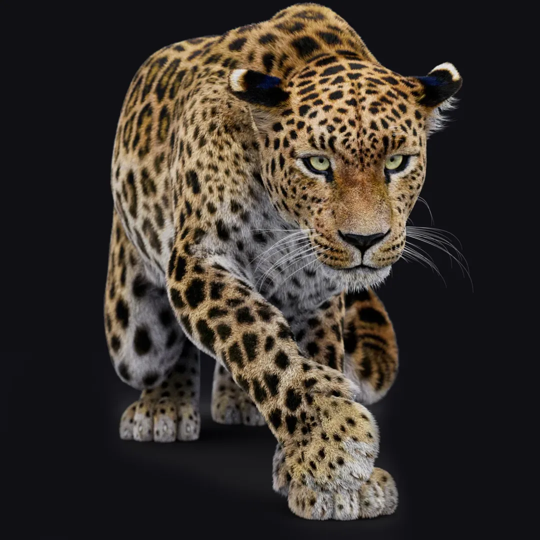 Rigged Leopard 3D Model with Fur