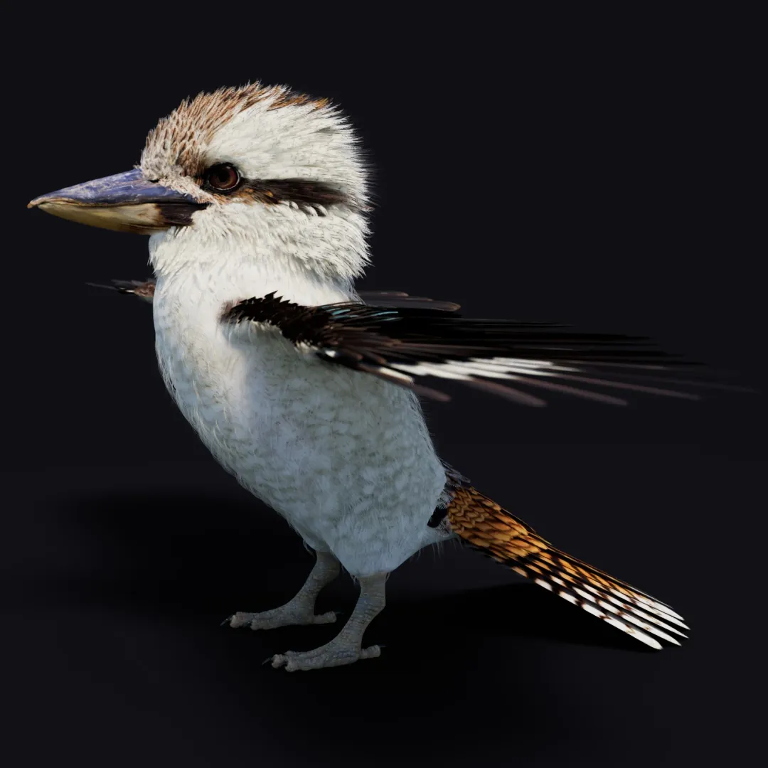 Kookaburra 3D Model