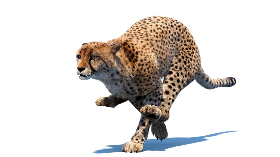 Animated Cheetah 3D Model Fur | PROmax3D