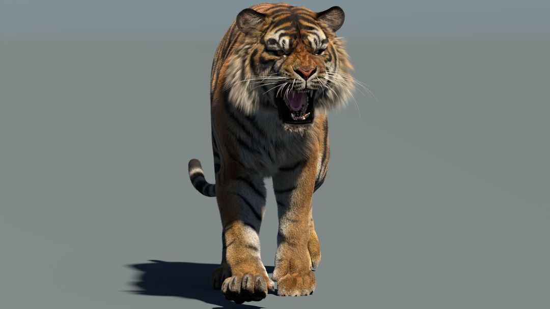Animated Tiger 3D Model with Fur | PROmax3D