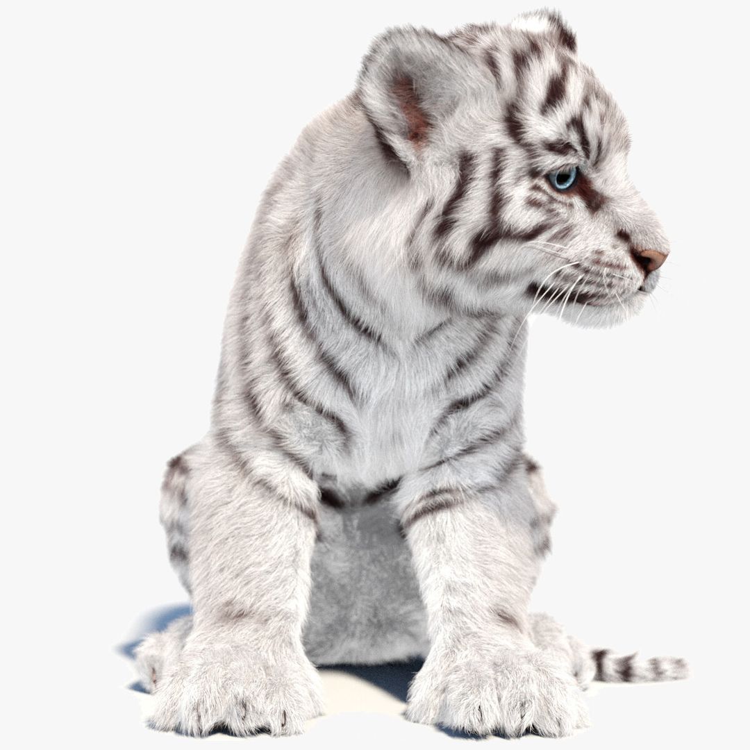Rigged White Tiger Cub 3D Model with Groomed Hair | PROmax3D