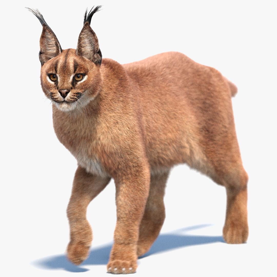 Animated Caracal 3D Model with Fur | PROmax3D