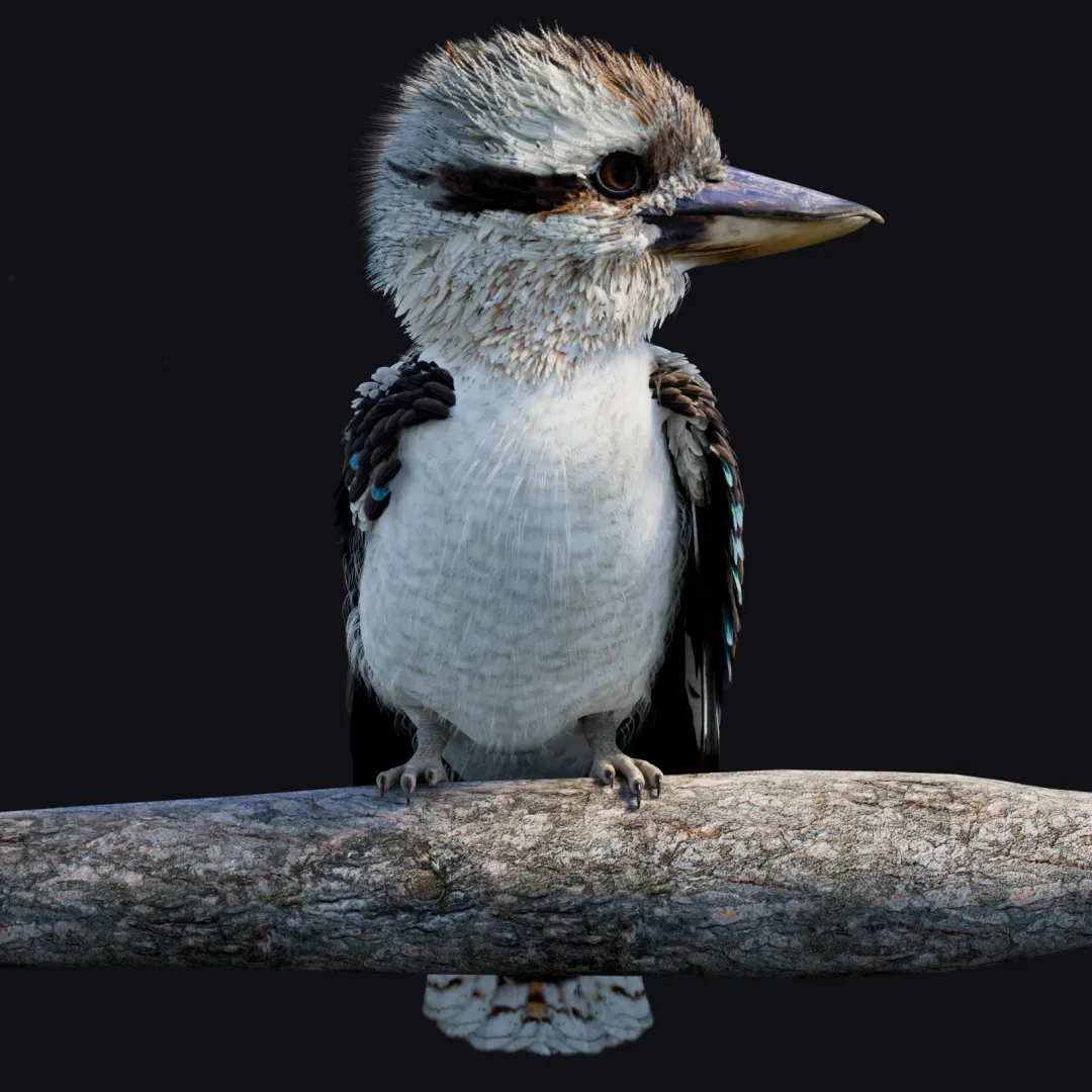 Rigged Laughing Kookaburra 3D Model