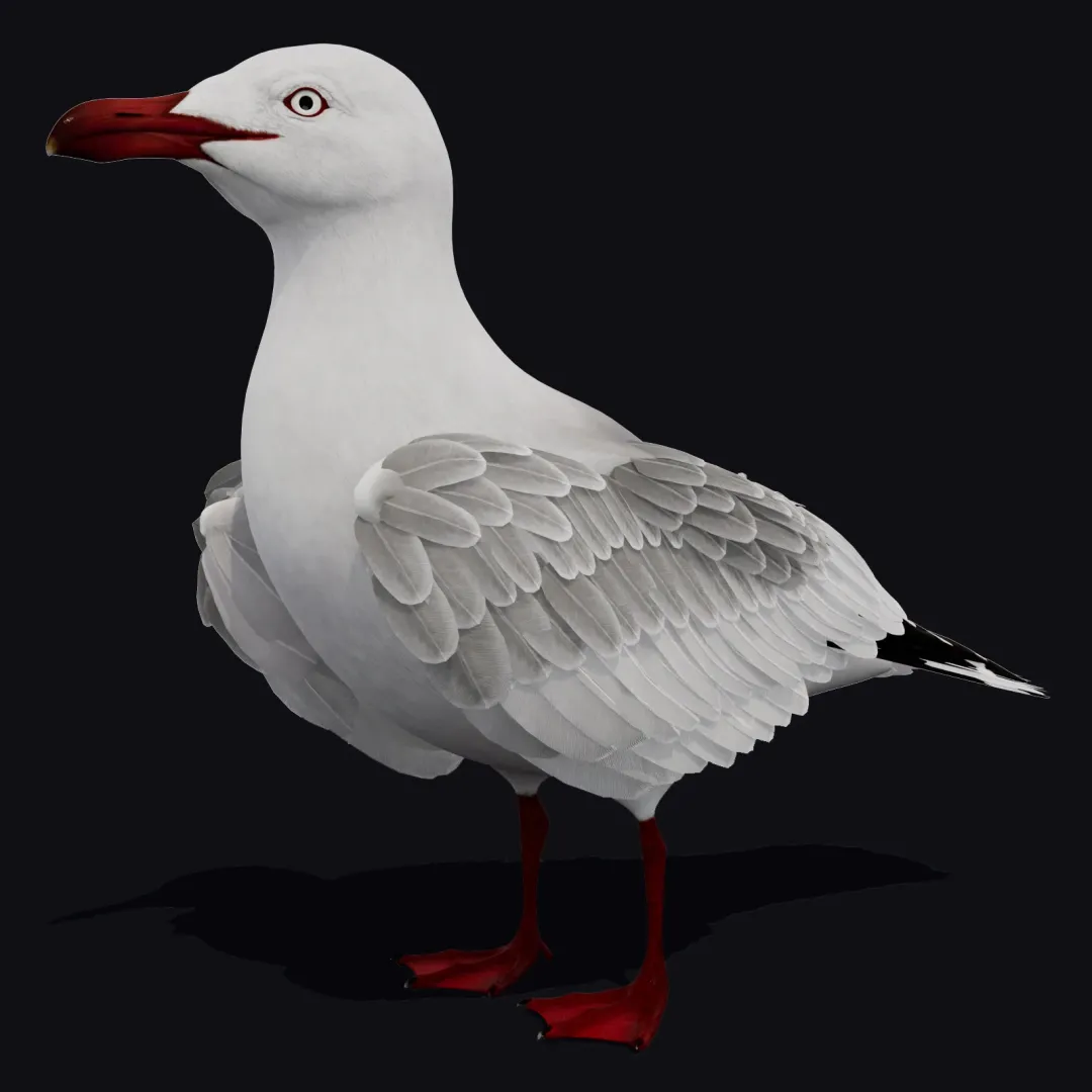 Animated Seagull 3D Model