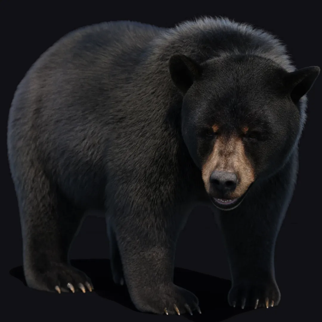 Animated Black Bear 3D Model with Fur