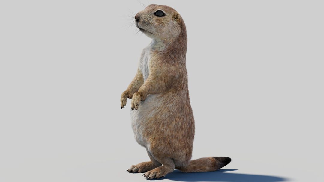 Rigged Prairie Dog 3D Model with Fur | PROmax3D