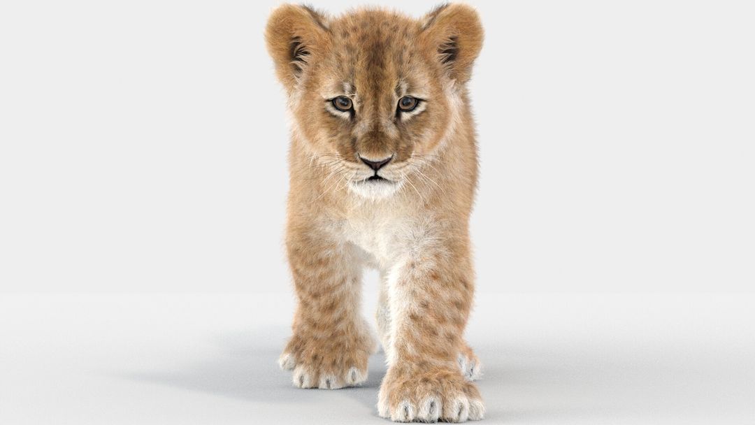 Lion Cub 3D Model Animated with Fur | PROmax3D