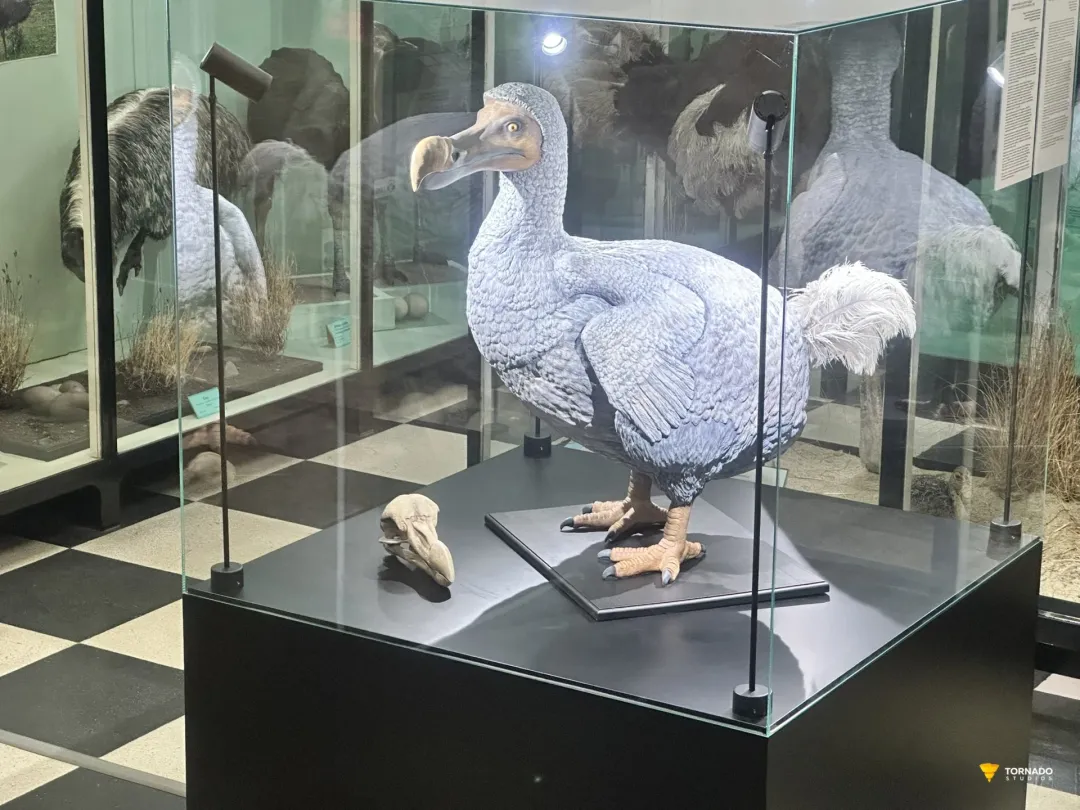 3D Reconstruction, Digital Twin, and Physical Diorama of the Extinct Dodo Bird