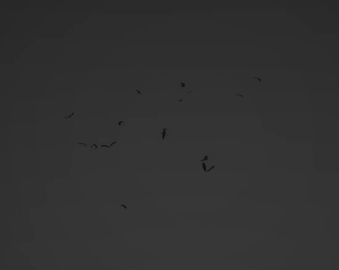 Bats Flock