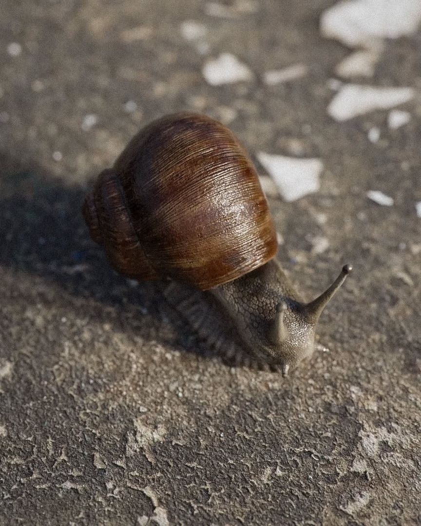 Photorealistic Render of a Snail