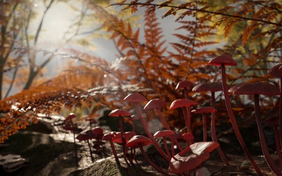 Galician Mist and Toxos: A Microcosm of Autumn