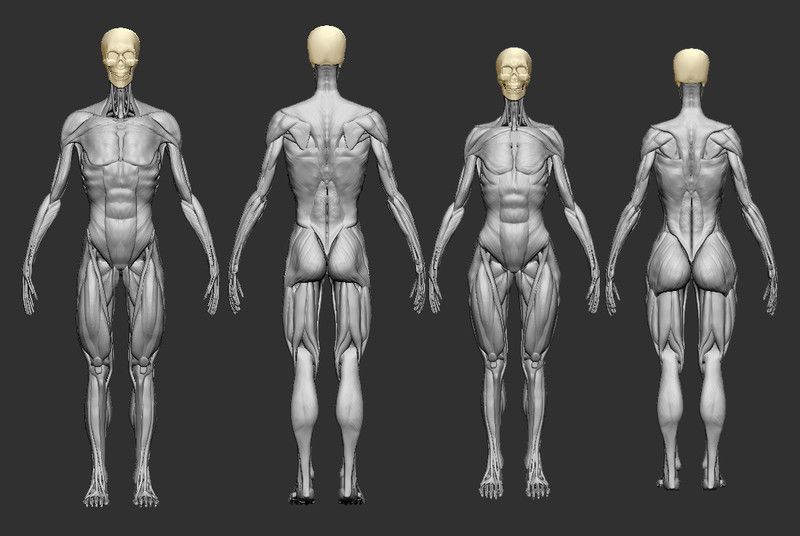 Anatomy studies