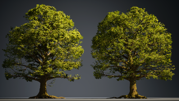 Foliage | Birch and Oak Trees