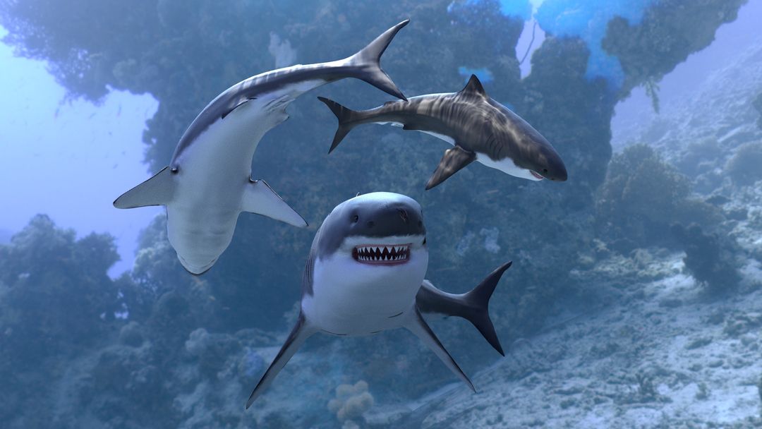 Shark by Bhavya S.