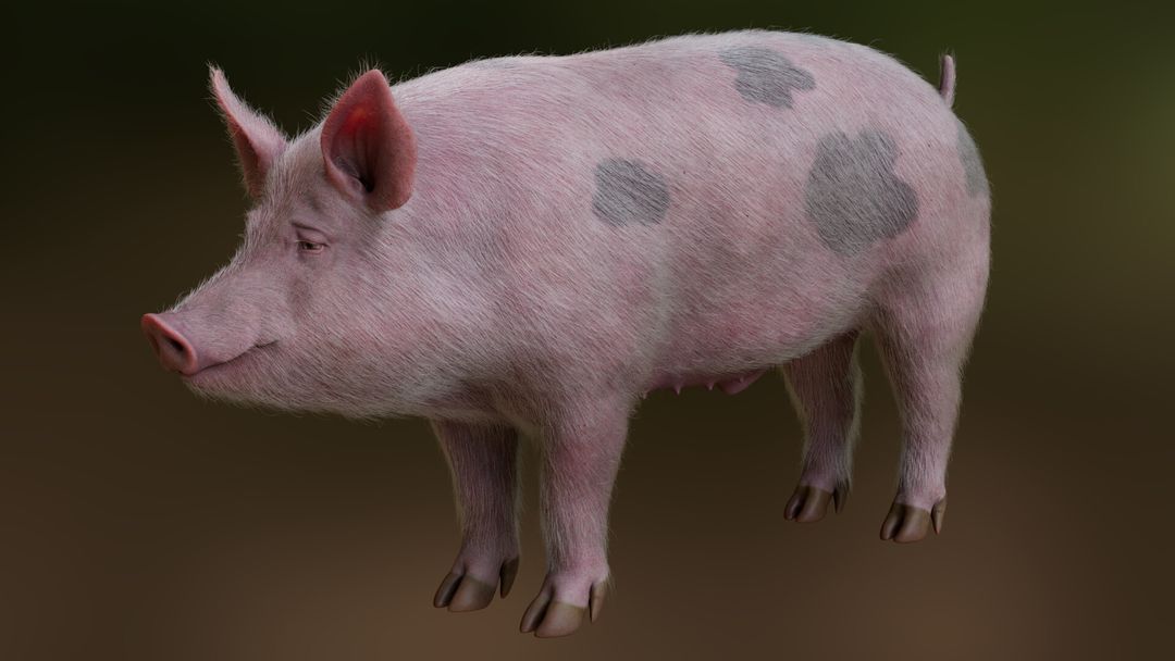 Domestic Pig