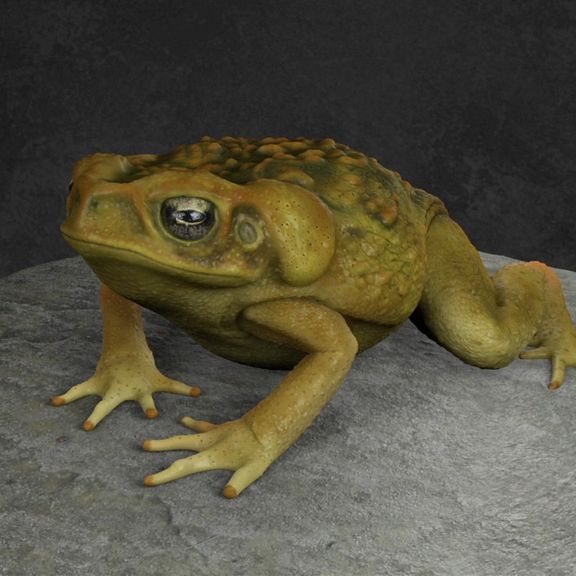 Cane Toad