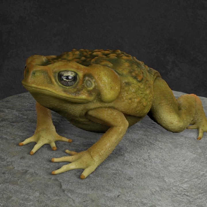 Cane Toad
