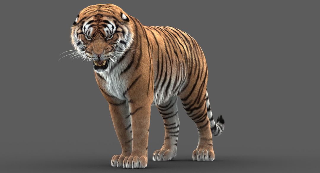 Tiger model