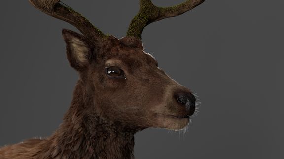Stag: Sculpt and Fur Groom