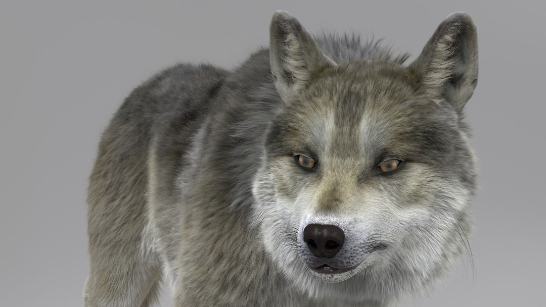 Grey Wolf