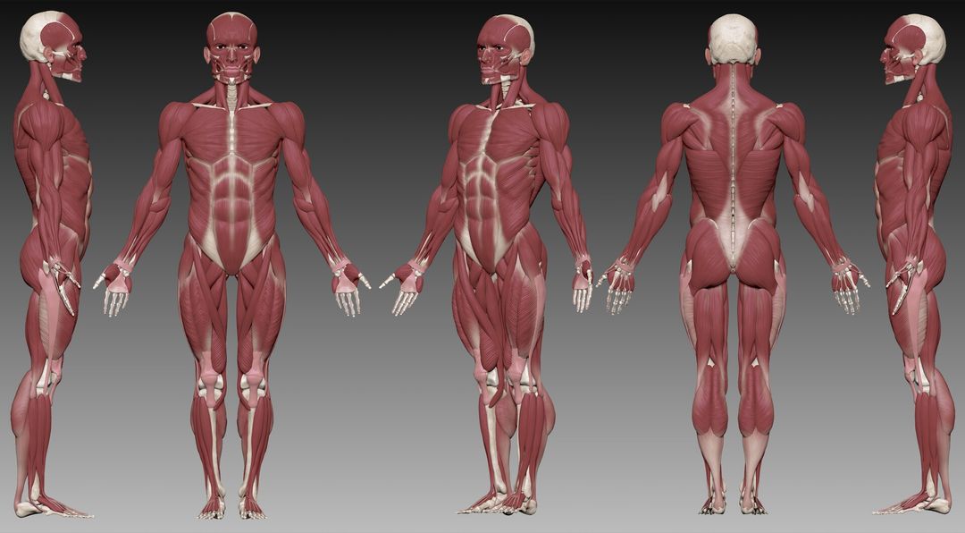 Human Anatomy
