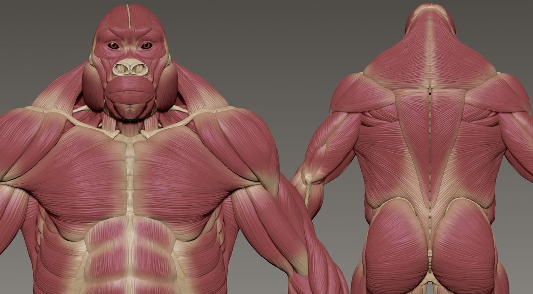 Animal Anatomy