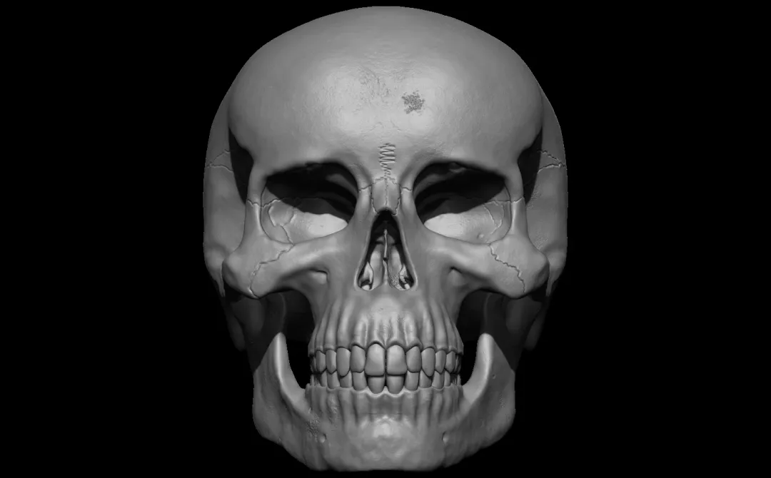 Human Skull