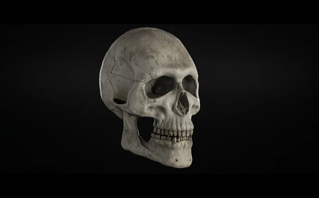 Memento Mori | High-Fidelity Anatomical Skull