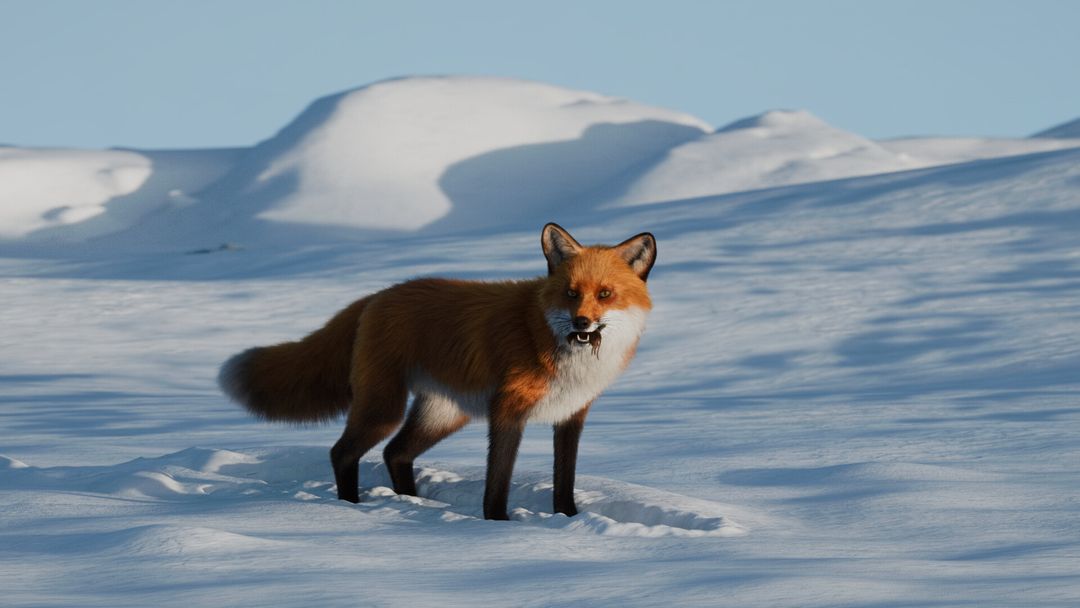 Red Fox