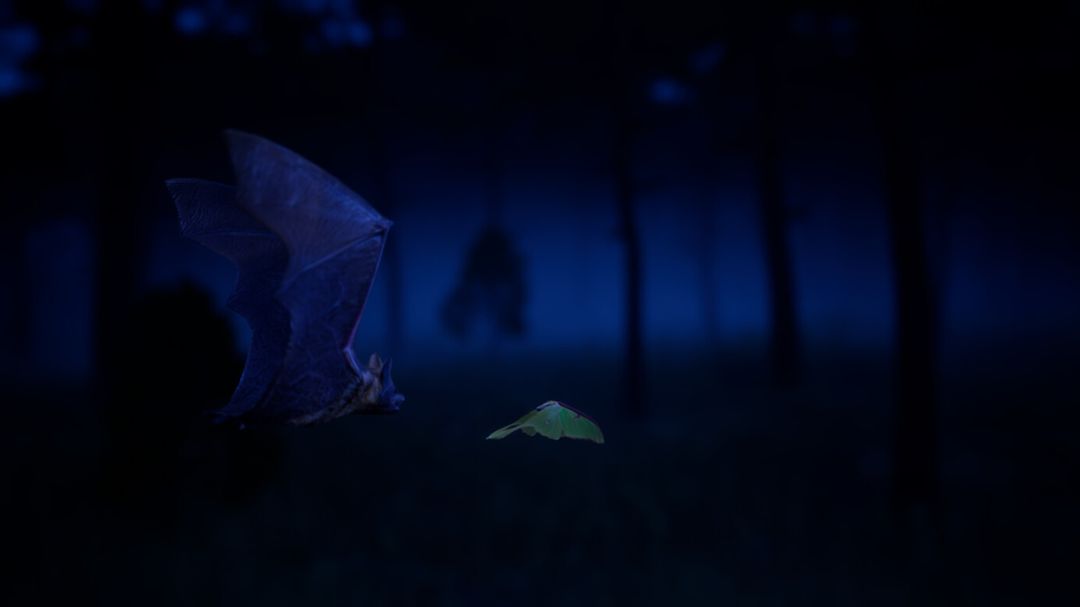 Bat Hunting Luna Moth