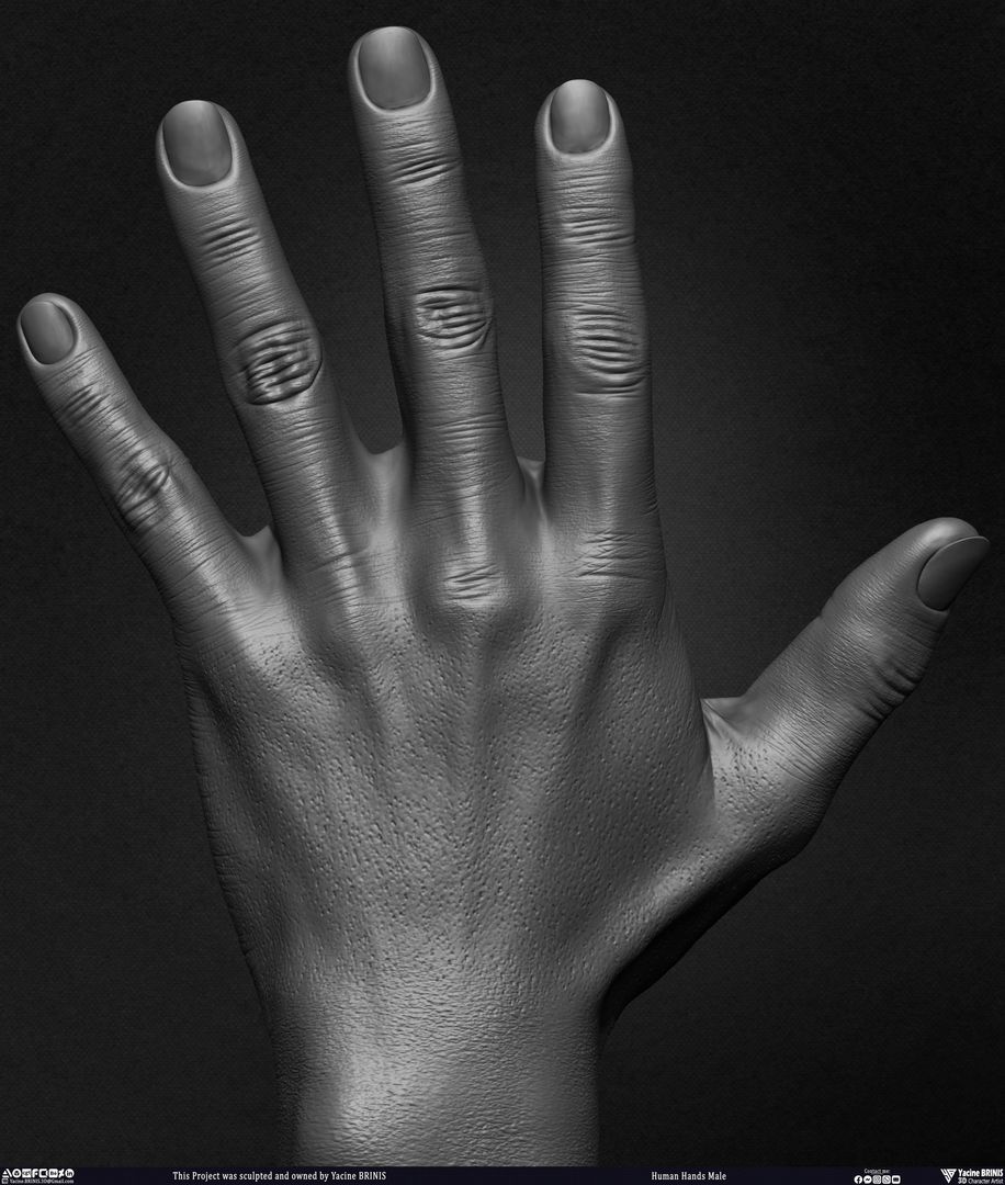 Male Human Hand