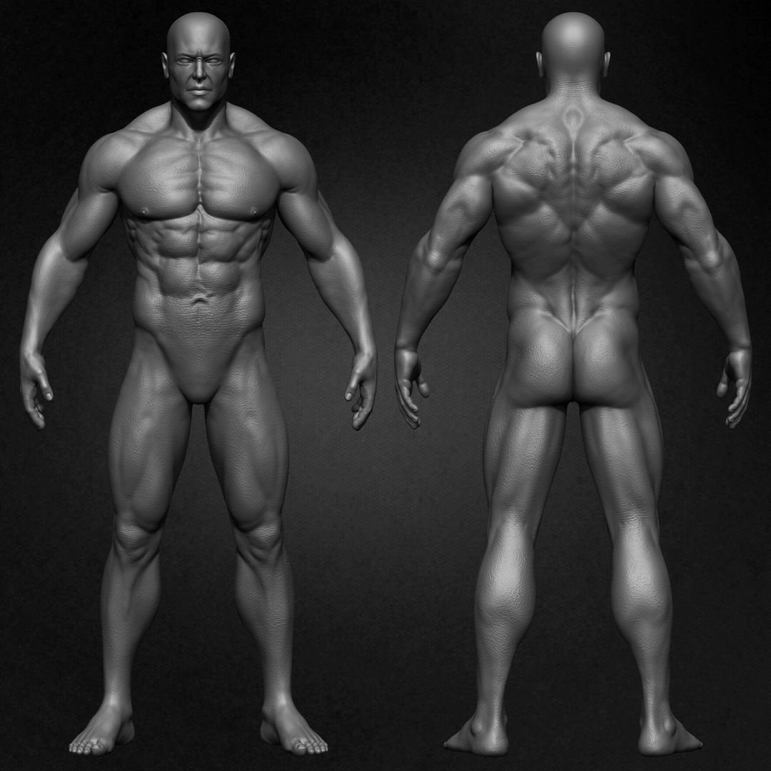 Muscular Male Anatomy