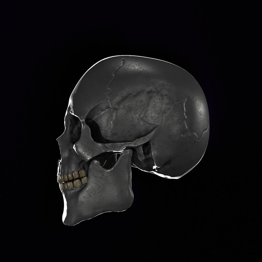 Skull Sculpting