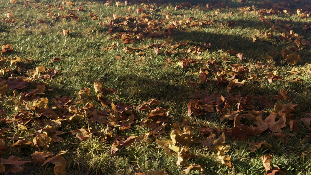 Autumn Leaves