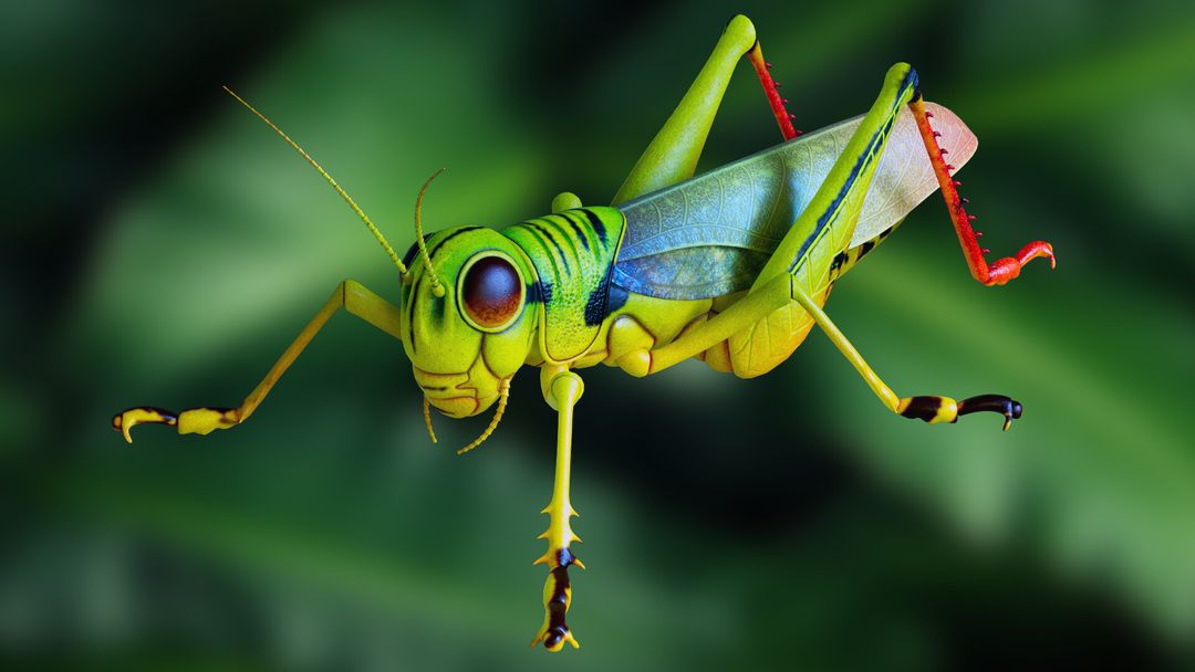 Grasshopper