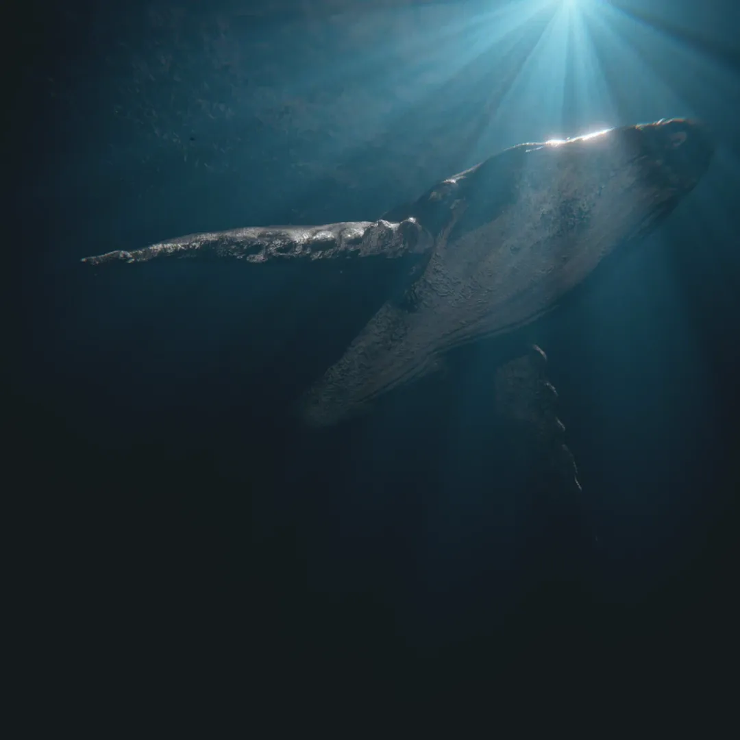 Beneath the Surface - CINEMATIC SHORT