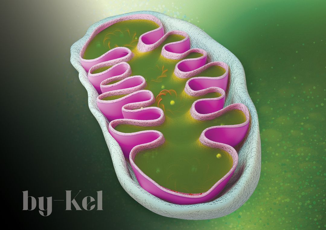 Mitochondria: It is all about energy