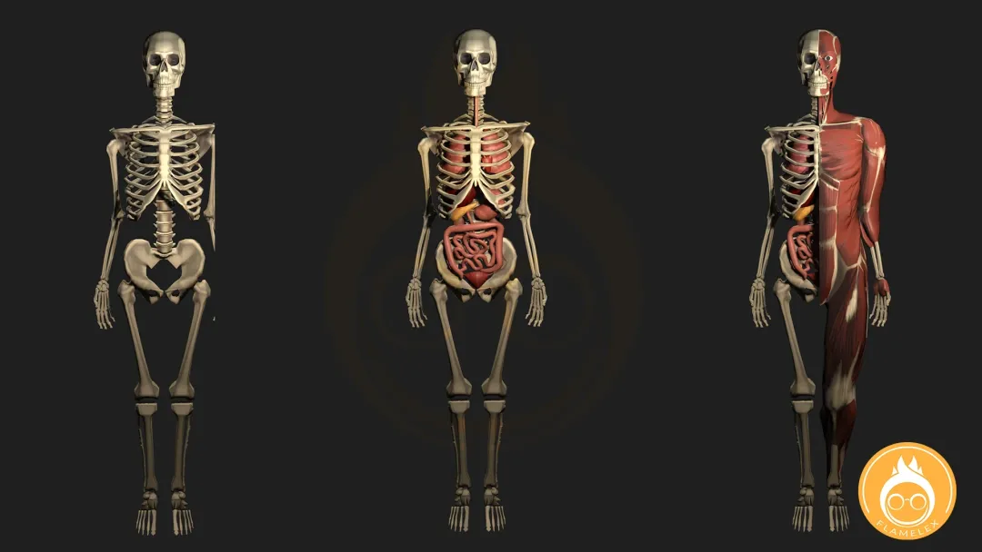 3D Anatomy skeleton with organs