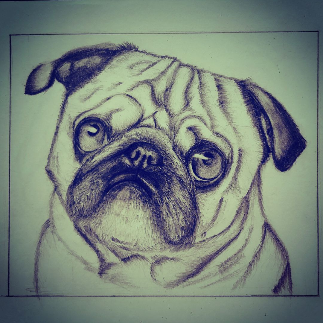 Pug sketch