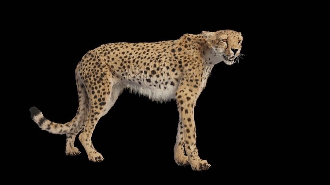 Realistic Cheetah - Acinonyx Jubatus
