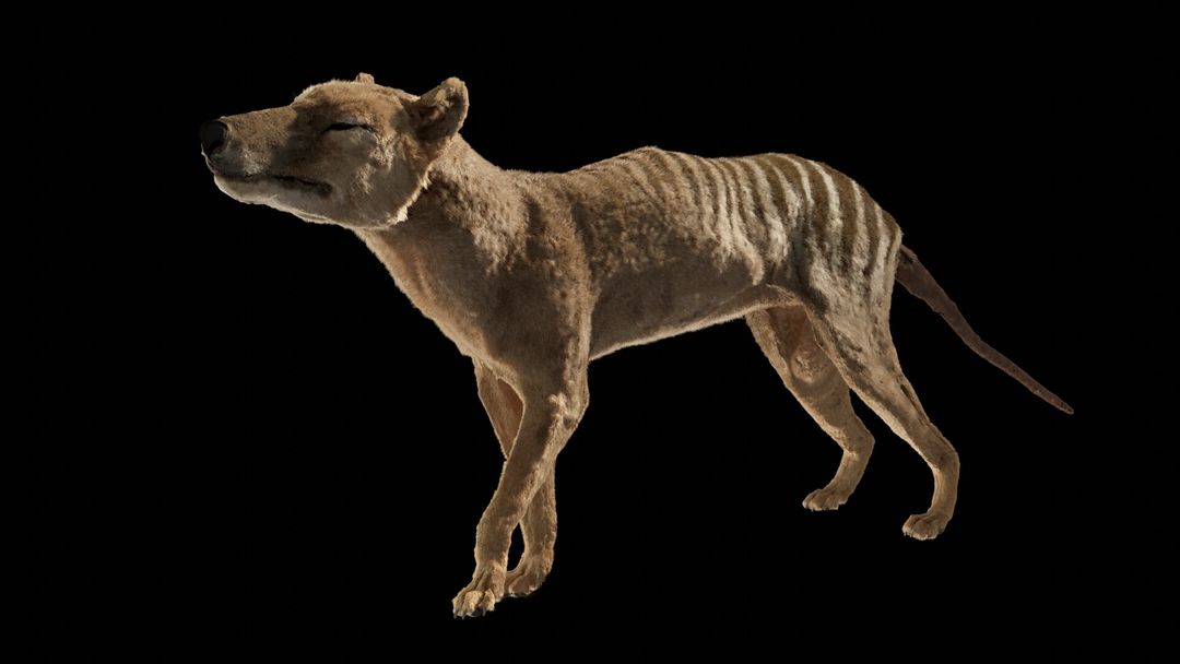 Thylacinus Cynocephalus - Thylacine or Tasmanian Tiger