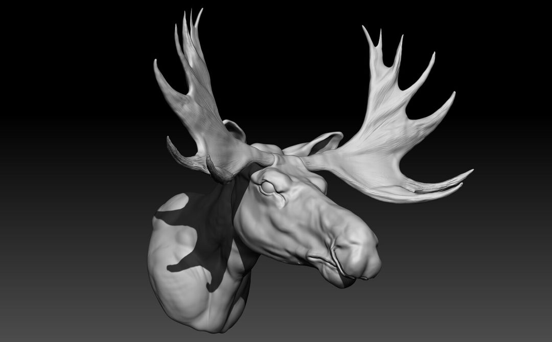 Moose Face Study