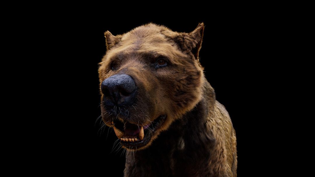 Photorealistic 3D Amphicyon (Bear-Dog) Reconstruction - With Fur