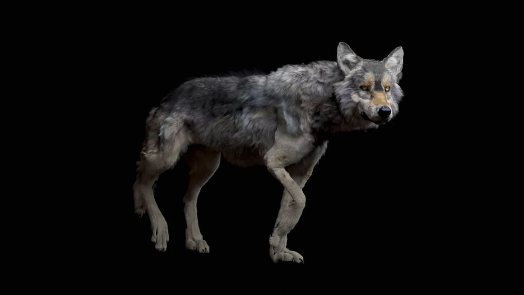 Realistic Wolf - Grey Wolf (Canis Lupus Lupus)