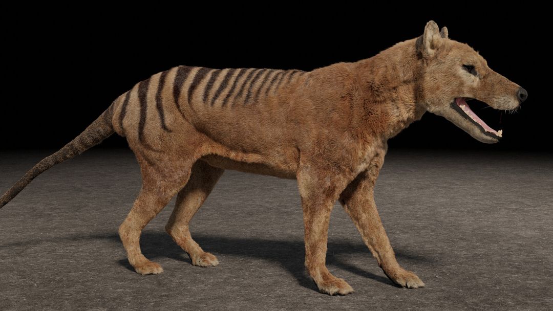 Realistic Thylacine - 3D Reconstruction